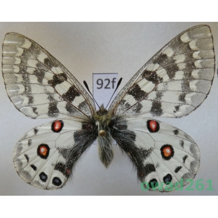 Parnassius orleans subsp. janseni Bang-Haas, 1938 China92f